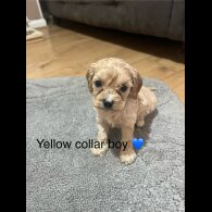 Cavapoo - Both
