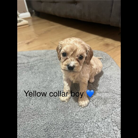 Cavapoo - Both