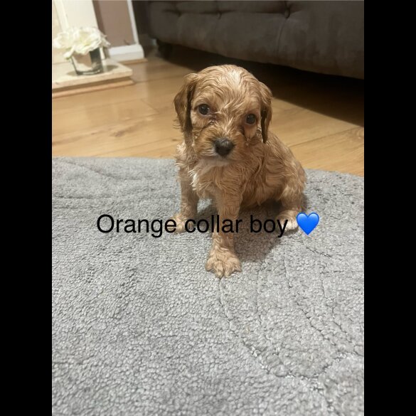 Cavapoo - Both