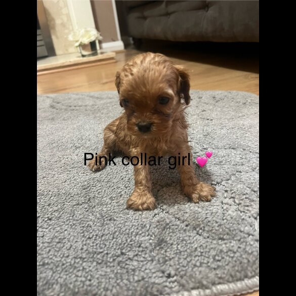 Cavapoo - Both