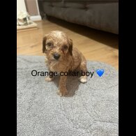 Cavapoo - Both