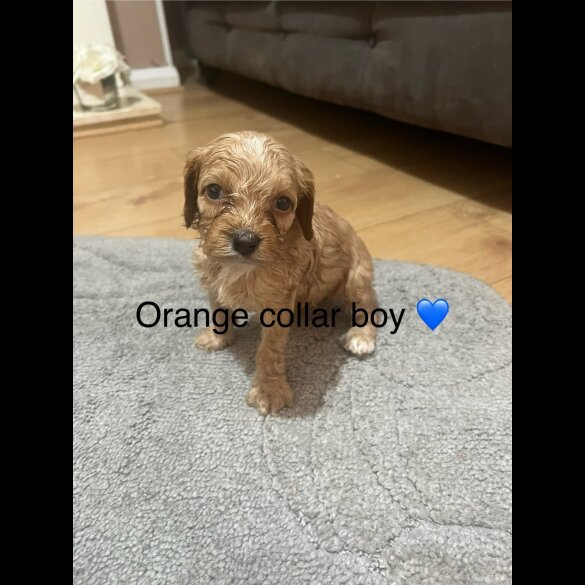 Cavapoo - Both