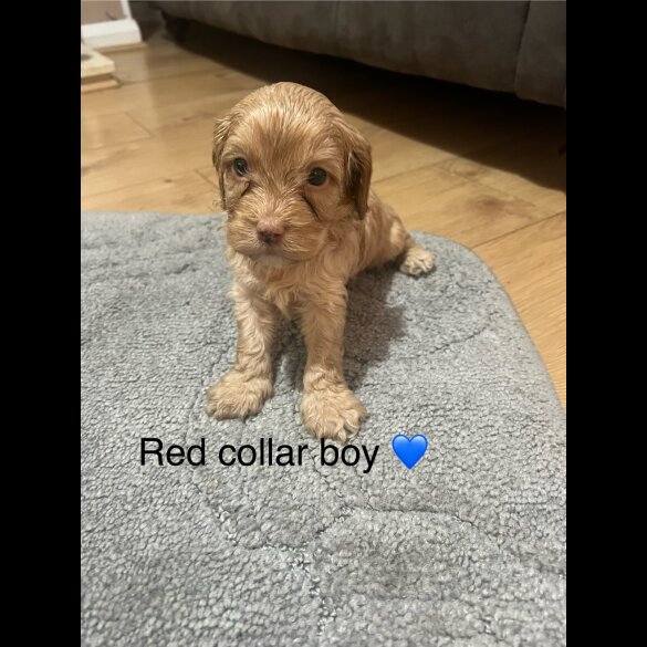 Cavapoo - Both