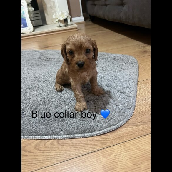 Cavapoo - Both