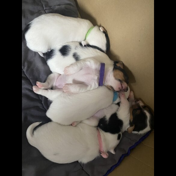 Jack Russell - Both