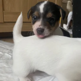 Jack Russell - Both