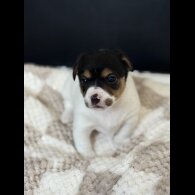 Jack Russell - Both