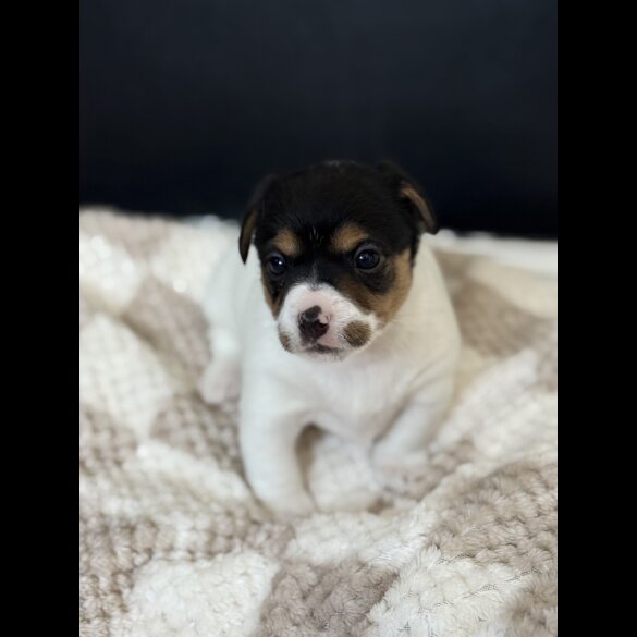 Jack Russell - Both