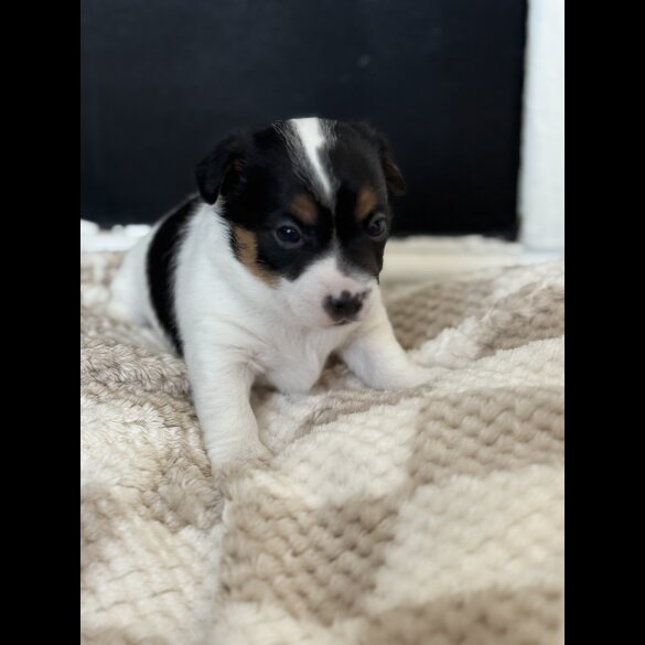 Jack Russell - Both