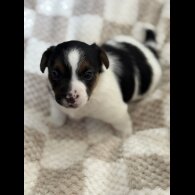 Jack Russell - Both