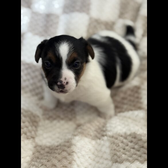 Jack Russell - Both
