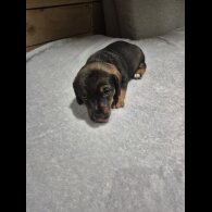 Mixed Breed - Both