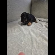 Mixed Breed - Both