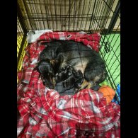 Mixed Breed - Both