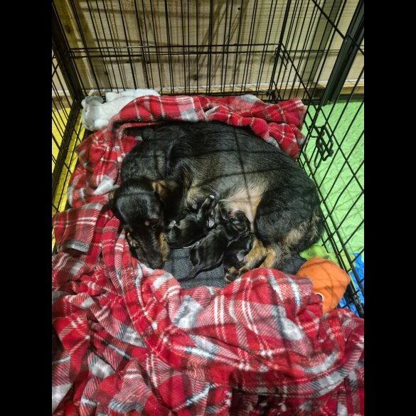 Mixed Breed - Both