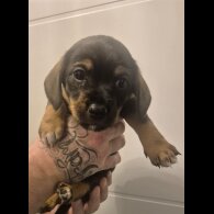 Mixed Breed - Both
