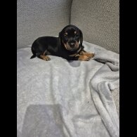 Mixed Breed - Both