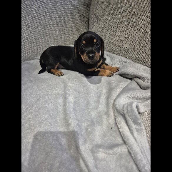 Mixed Breed - Both