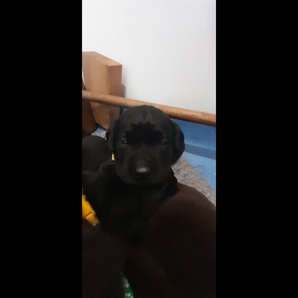 Labrador Retriever - Both