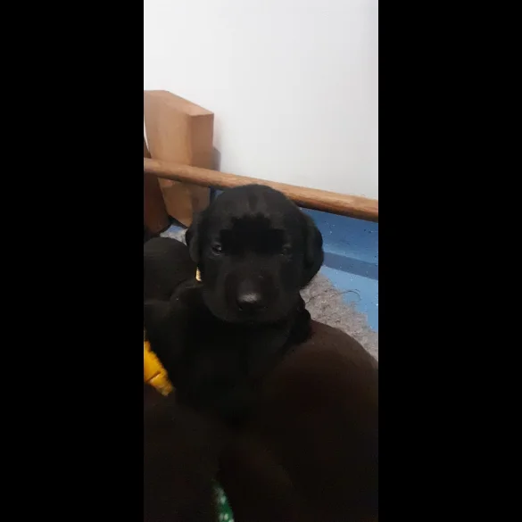 Labrador Retriever - Both