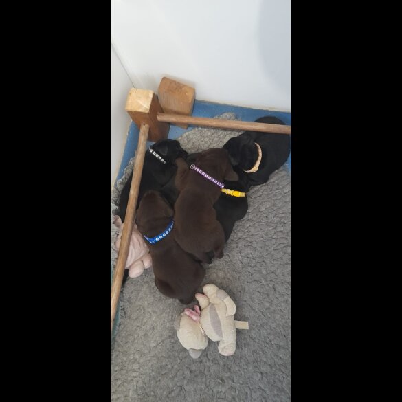 Labrador Retriever - Both