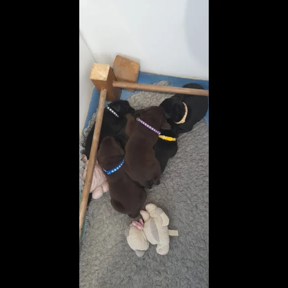 Labrador Retriever - Both