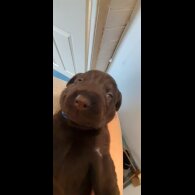 Labrador Retriever - Both