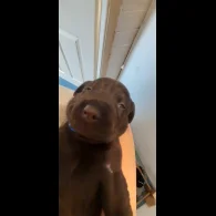 Labrador Retriever - Both