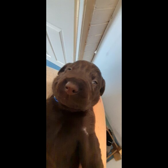 Labrador Retriever - Both