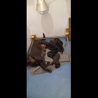 Labrador Retriever - Both