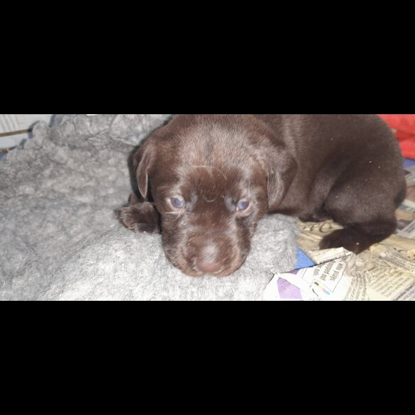 Labrador Retriever - Both