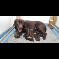 Labrador Retriever - Both