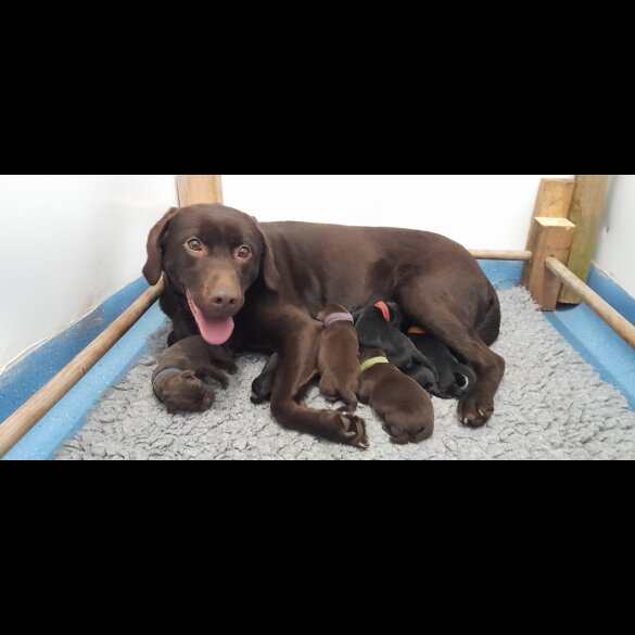 Labrador Retriever - Both