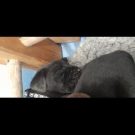 Labrador Retriever - Both