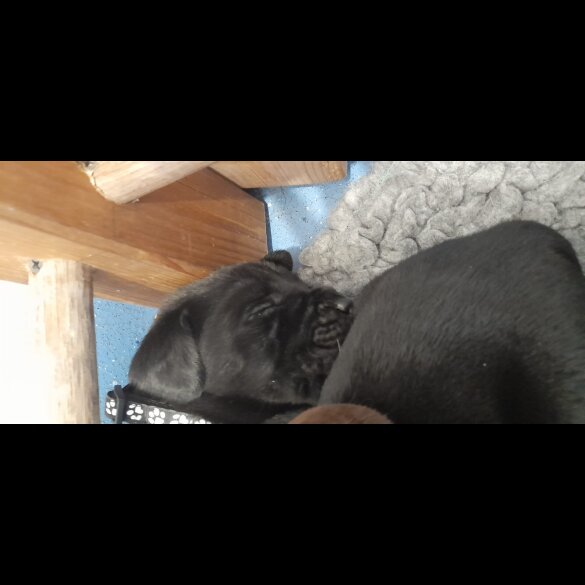 Labrador Retriever - Both