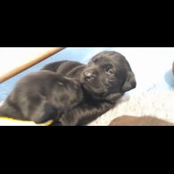 Labrador Retriever - Both