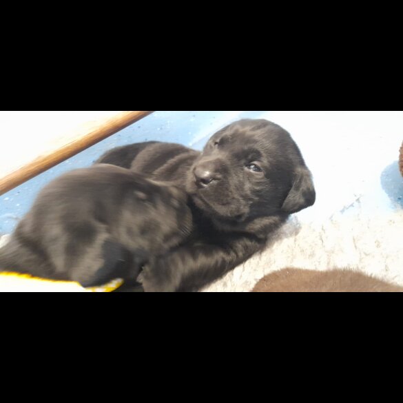 Labrador Retriever - Both