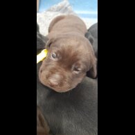 Labrador Retriever - Both