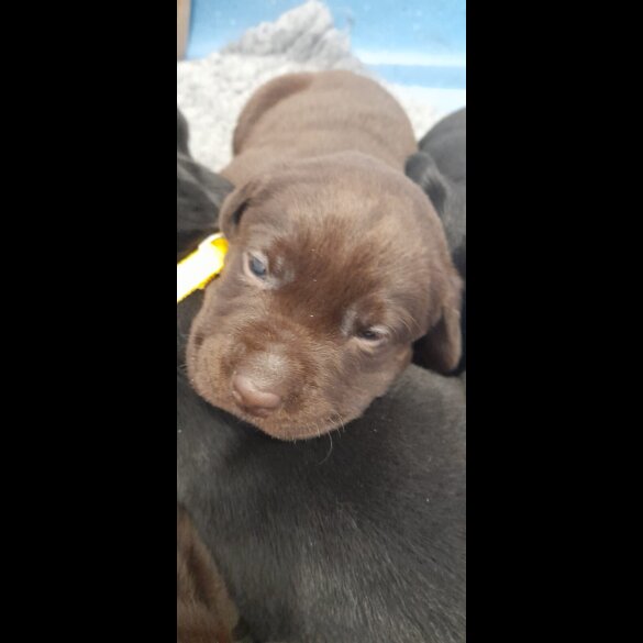 Labrador Retriever - Both