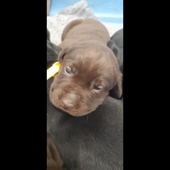 Labrador Retriever - Both