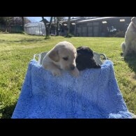 Labrador Retriever - Both