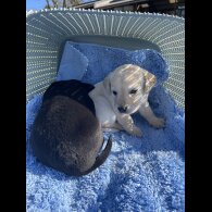 Labrador Retriever - Both