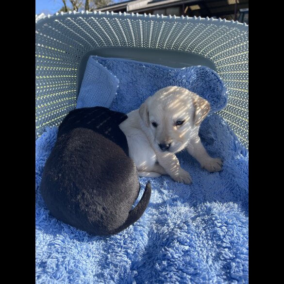 Labrador Retriever - Both