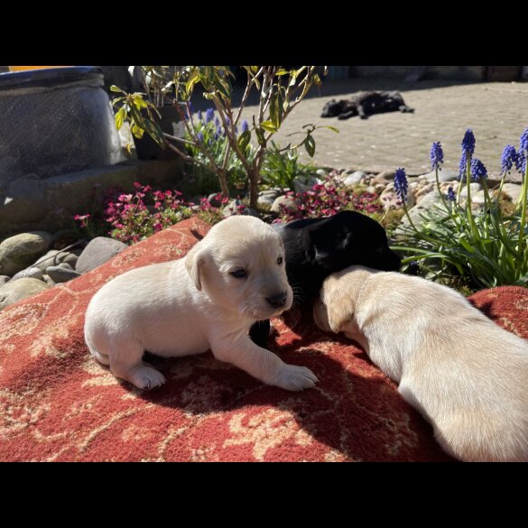 Labrador Retriever - Both