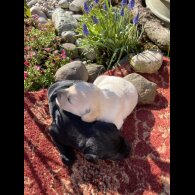 Labrador Retriever - Both