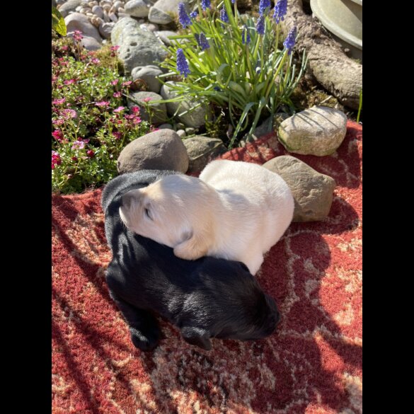 Labrador Retriever - Both