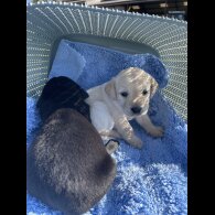Labrador Retriever - Both