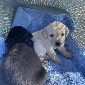 Labrador Retriever - Both