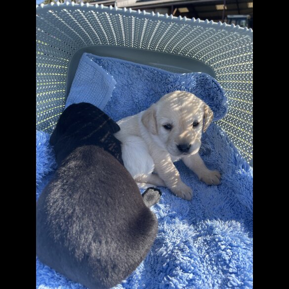 Labrador Retriever - Both