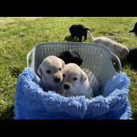 Labrador Retriever - Both